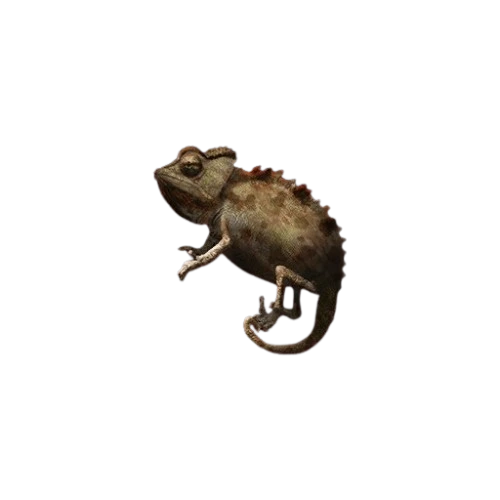 Namaqua Chameleon